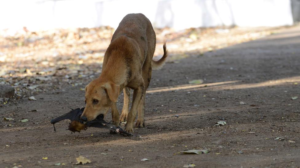 mengatasi gigitan anjing gila