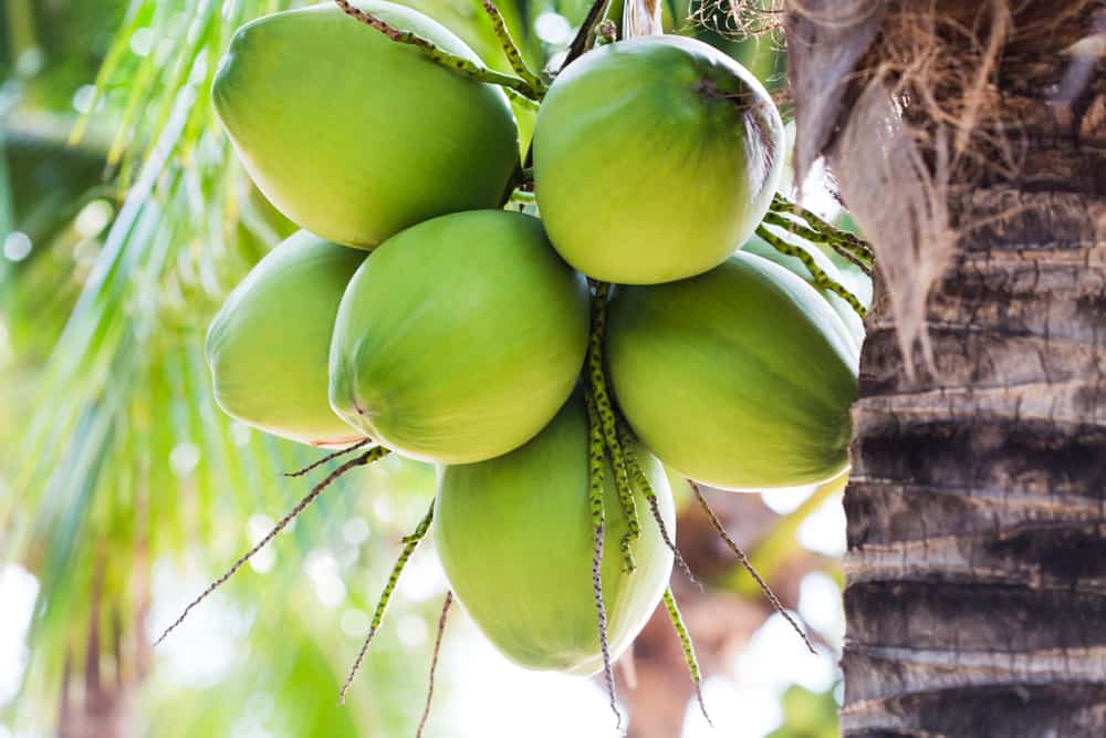 manfaat air kelapa untuk ibu hamil