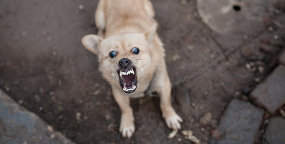 mengatasi gigitan anjing gila