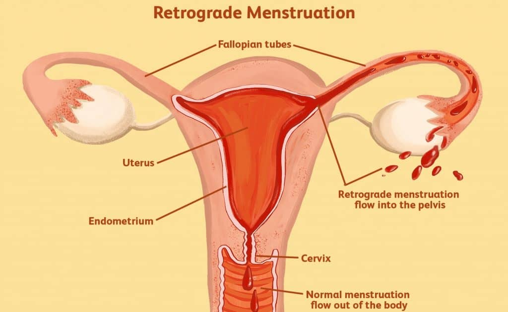 female reproductive organs