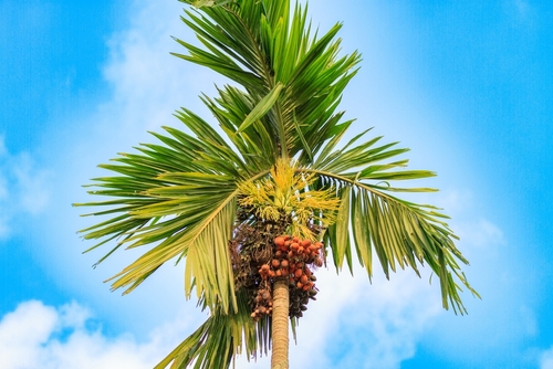 tanaman pinang bisa meningkatkan kualitas udara