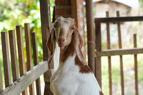 torpedo kambing