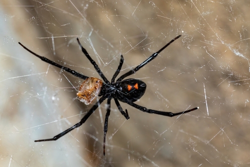 Black widow spider