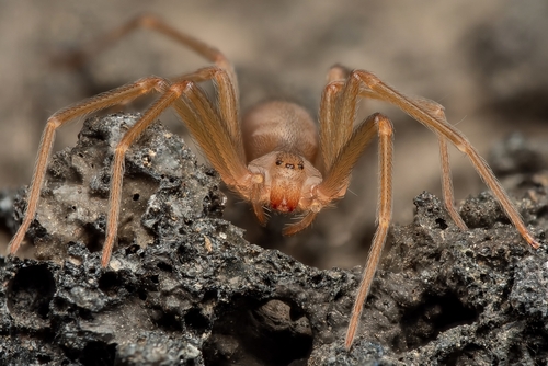 Brown Recluse Spider