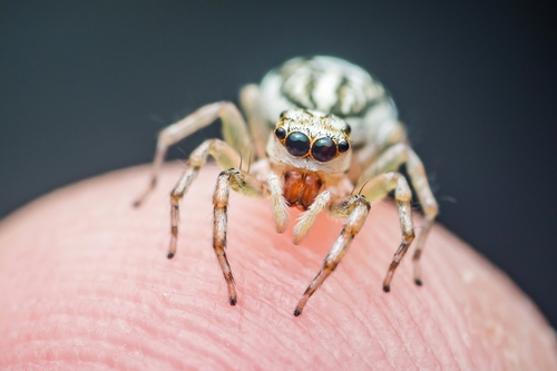 digigit laba-laba jadi spiderman