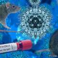 Hantavirus Renggut Nyawa 3 Penumpang Kapal Pesiar! MengapaBisa Sangat Mematikan? 