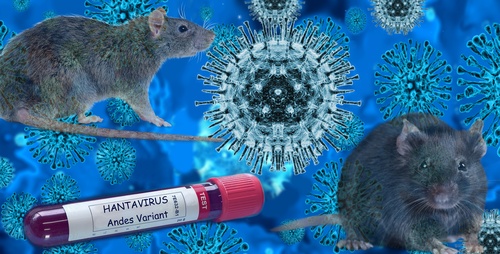 hantavirus